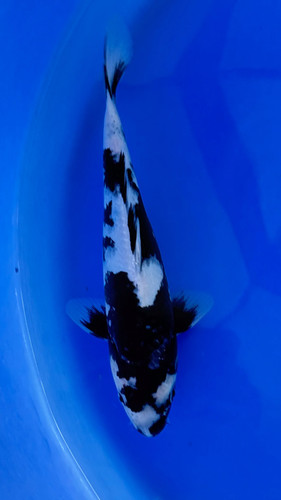 Live japanese koi - live,