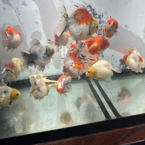 Shugon goldfish oranda - shugon,