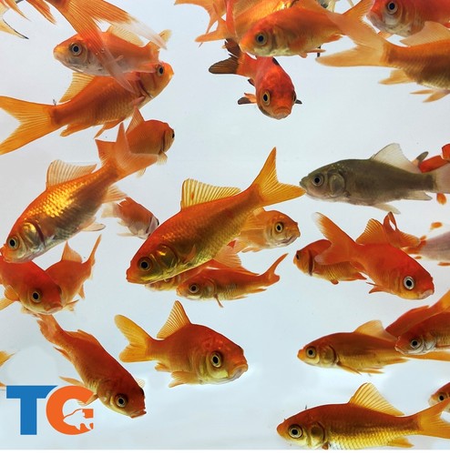 Feeder common goldfish for - common,