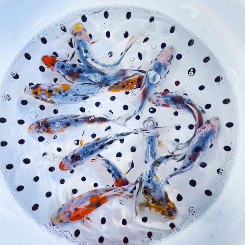 Shubunkin goldfish for sale - shubunkin,