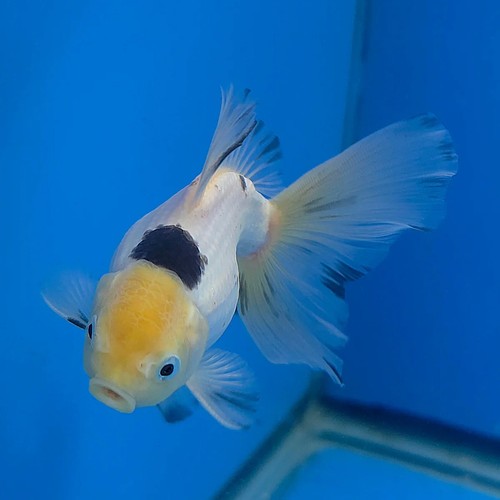 Imported thai aaa grade - 2.7", aaa-grade