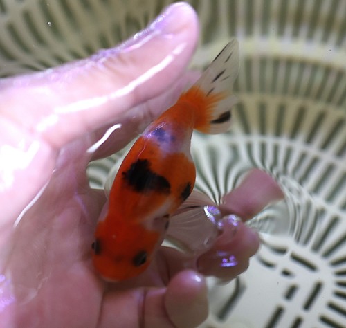 Live fish inch - live, 3