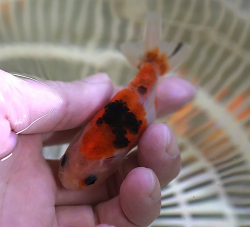 Live fish inch - 3, 1/8“