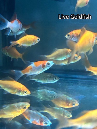 125 live fish goldfish - live,