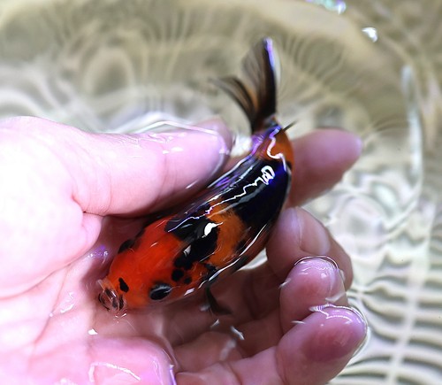 Live fish inch ranchu - fish, 3