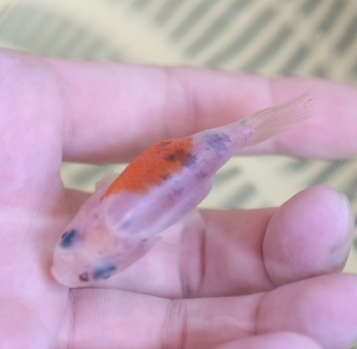 Live fish inch ranchu - live, 1/2“