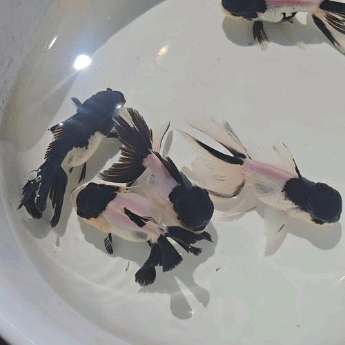 Live fish oranda - live,