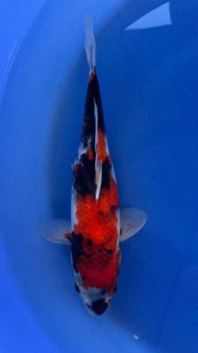 Live japanese koi showa - japanese, 13