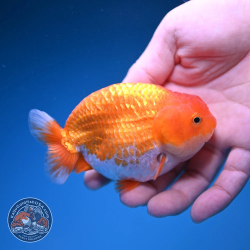 Live fancy goldfish red white - live,