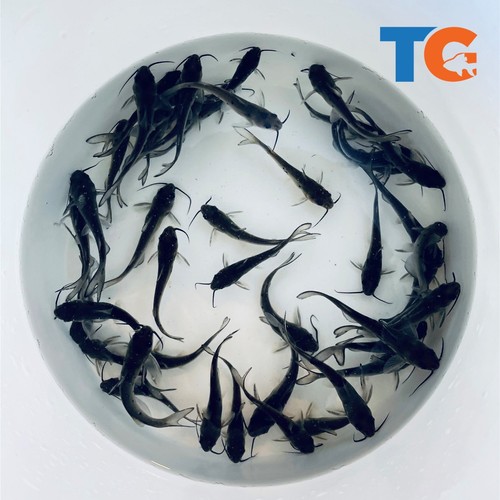 Ornamental catfish for sale - ornamental,