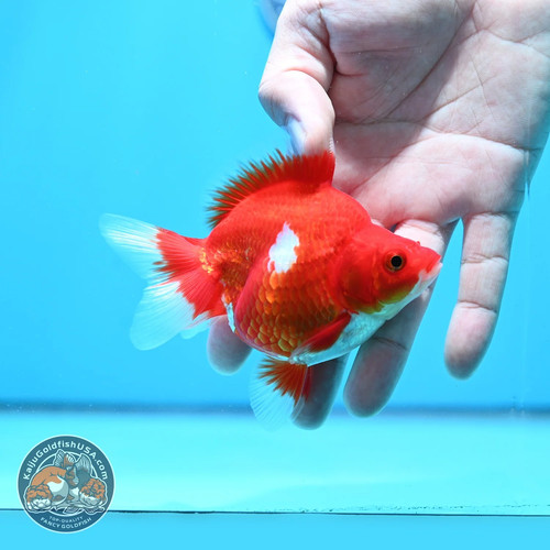 Live fancy goldfish - fancy, red