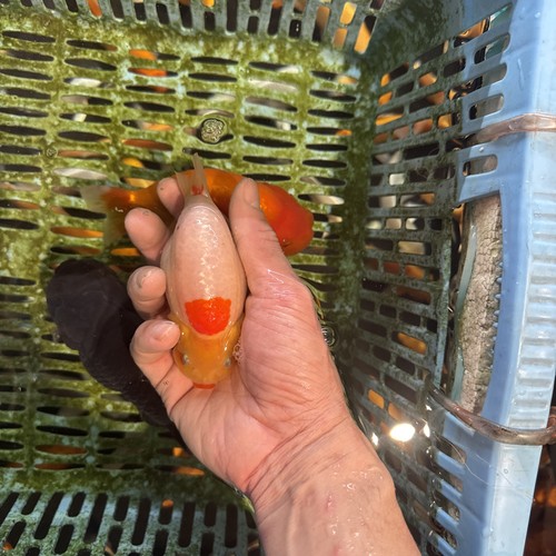 Ranchu goldfish 5inches live - goldfish, 4.5inches