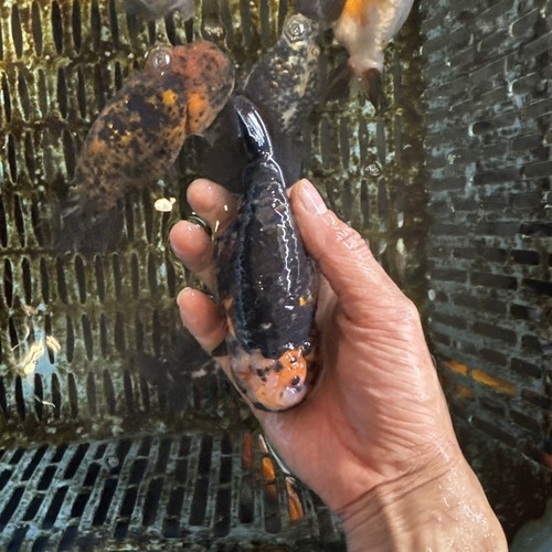 Ranchu goldfish inches live - ranchu, 5