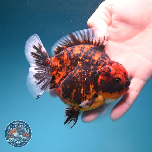 Live fancy goldfish - fancy,