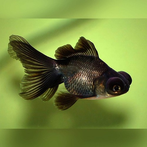 Pack black moor - moor, goldfish
