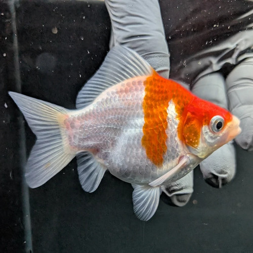 Single live goldfish - single,